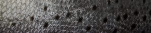 spots-dots-fish-charter-boat-background-footer